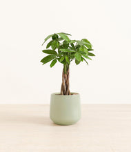 Load image into Gallery viewer, Turquoise*****Profile