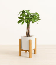 Load image into Gallery viewer, White stand:light