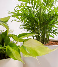 Load image into Gallery viewer, ALL