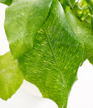 Load image into Gallery viewer, ALL