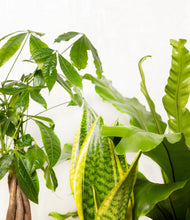 Load image into Gallery viewer, ALL