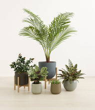 Load image into Gallery viewer, Earthy stand:two_stands