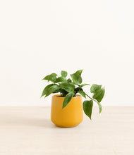 Load image into Gallery viewer, Mustard*****Profile