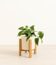 Load image into Gallery viewer, Cream stand:light