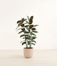 Load image into Gallery viewer, Sandy Pink*****Profile