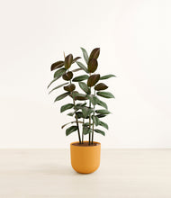 Load image into Gallery viewer, Sunset Orange*****Profile