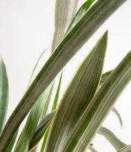 Load image into Gallery viewer, ALL