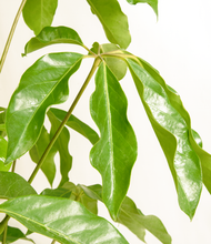 Load image into Gallery viewer, ALL