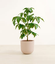 Load image into Gallery viewer, Sandy Pink*****Profile