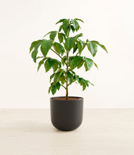 Load image into Gallery viewer, Stone Black*****Profile