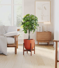 Load image into Gallery viewer, Earth Red stand:walnut