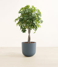 Load image into Gallery viewer, Schefflera Tree