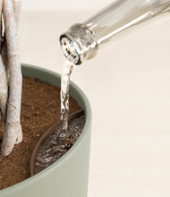 Load image into Gallery viewer, Sage Green stand:all