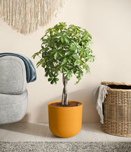 Load image into Gallery viewer, Sunset Orange