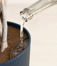 Load image into Gallery viewer, Schefflera Tree