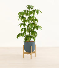 Load image into Gallery viewer, Iron Gray stand:bamboo