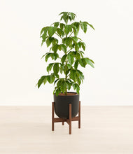 Load image into Gallery viewer, Stone Black stand:walnut