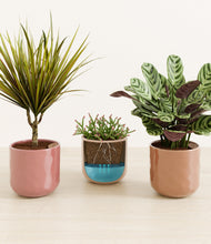 Load image into Gallery viewer, Peaches and Cream