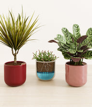 Load image into Gallery viewer, Coral Elegance