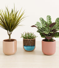 Load image into Gallery viewer, Terracotta Dream