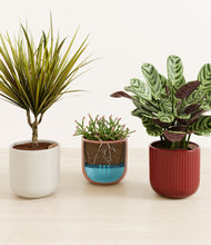 Load image into Gallery viewer, Rustic Rouge