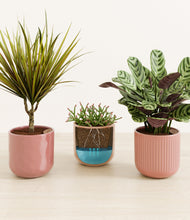 Load image into Gallery viewer, Blush Harmony