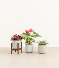 Load image into Gallery viewer, Hammered Ivory stand:one_stand