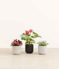 Load image into Gallery viewer, Midnight Snow