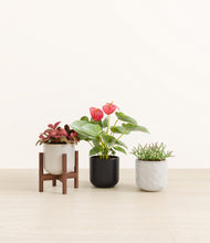 Load image into Gallery viewer, Midnight Snow stand:one_stand