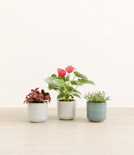 Load image into Gallery viewer, Moss Frost