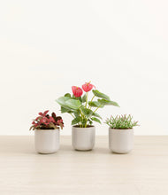 Load image into Gallery viewer, Snowdrift White