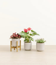 Load image into Gallery viewer, Snowdrift White stand:one_stand