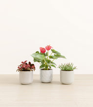 Load image into Gallery viewer, Winter Glow