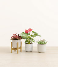 Load image into Gallery viewer, Winter Glow stand:one_stand