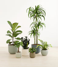 Load image into Gallery viewer, Earthy*****Profile