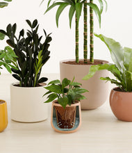 Load image into Gallery viewer, Evening Sky stand:all