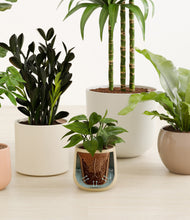 Load image into Gallery viewer, Sandy stand:all