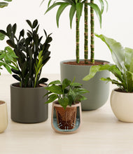 Load image into Gallery viewer, Woodland stand:all