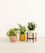 Load image into Gallery viewer, Evening Sky stand:one_stand