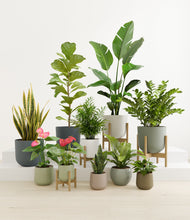 Load image into Gallery viewer, Statement Set