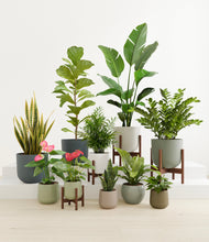 Load image into Gallery viewer, Earthy stand:four_stands