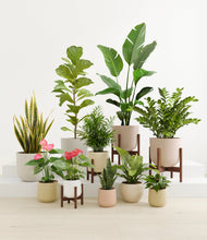 Load image into Gallery viewer, Sandy stand:four_stands