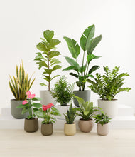 Load image into Gallery viewer, Woodland