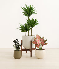 Load image into Gallery viewer, Structured Beauties