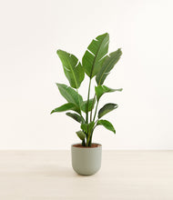 Load image into Gallery viewer, Sage Green*****Profile