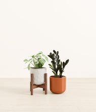 Load image into Gallery viewer, Candy Cane stand:one_stand