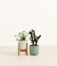 Load image into Gallery viewer, Frosted Pine stand:one_stand