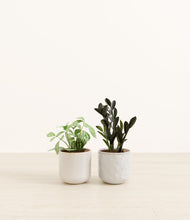 Load image into Gallery viewer, Frozen Pearl*****Profile