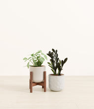 Load image into Gallery viewer, Frozen Pearl stand:one_stand