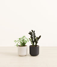 Load image into Gallery viewer, Polar Eclipse*****Profile